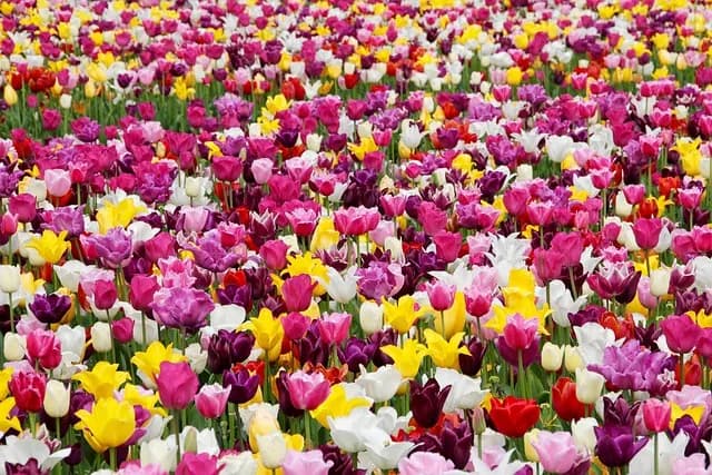 Guide d'Achat : Meilleur Matériel de Jardinage
